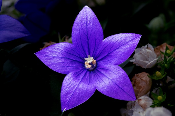 桔梗の花